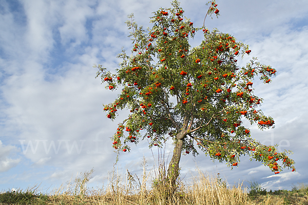 Eberesche (Sorbus aucuparia)