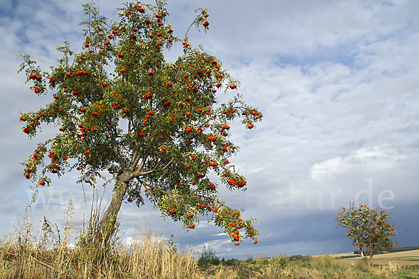 Eberesche (Sorbus aucuparia)