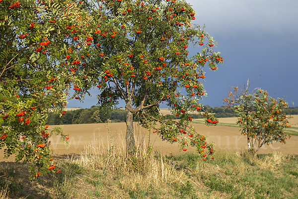 Eberesche (Sorbus aucuparia)