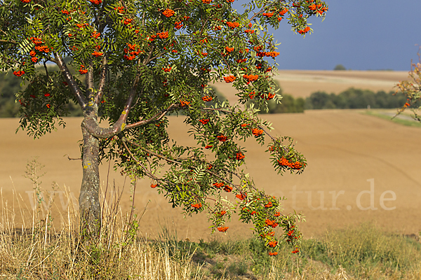 Eberesche (Sorbus aucuparia)