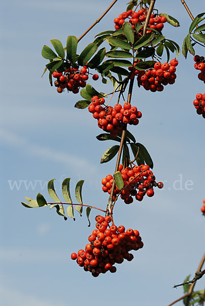 Eberesche (Sorbus aucuparia)