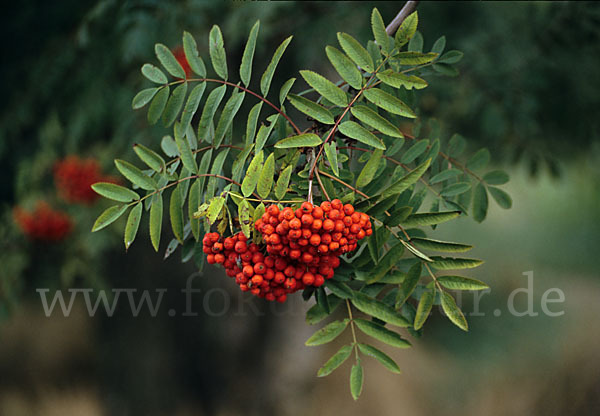 Eberesche (Sorbus aucuparia)