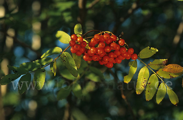 Eberesche (Sorbus aucuparia)