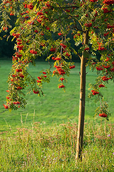 Eberesche (Sorbus aucuparia)