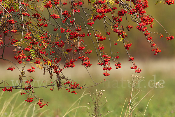 Eberesche (Sorbus aucuparia)