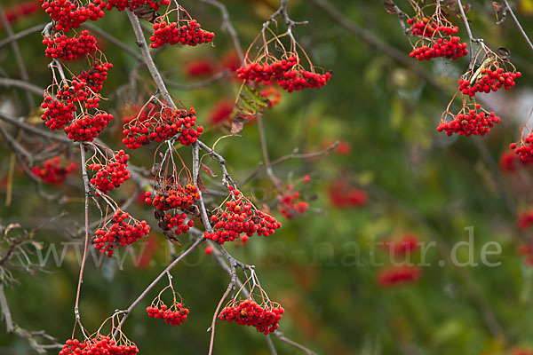 Eberesche (Sorbus aucuparia)