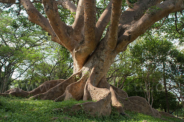 Echte Feige (Ficus carica)