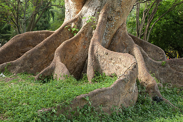 Echte Feige (Ficus carica)