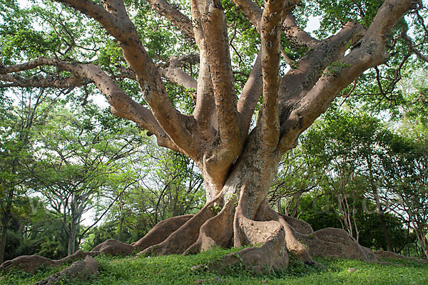 Echte Feige (Ficus carica)