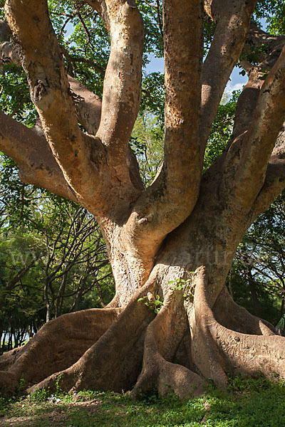 Echte Feige (Ficus carica)