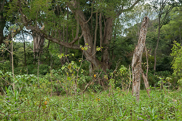 Echte Feige (Ficus carica)