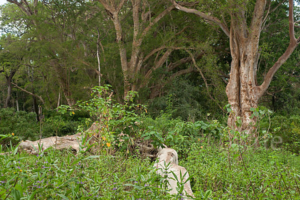 Echte Feige (Ficus carica)