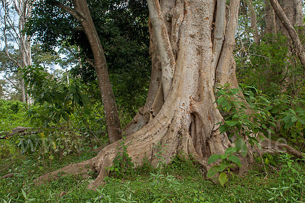 Echte Feige (Ficus carica)