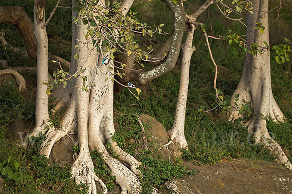 Echte Feige (Ficus carica)