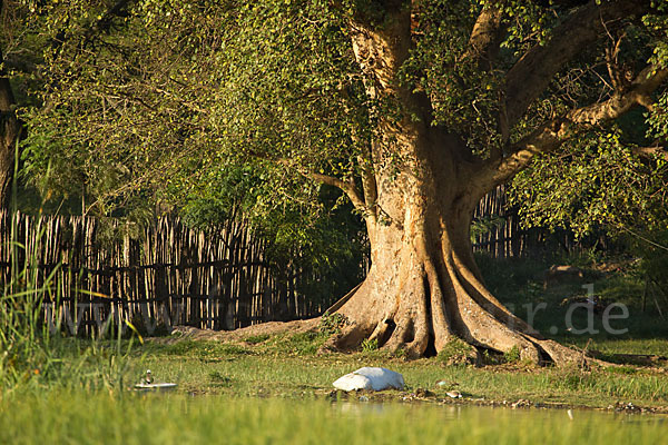 Echte Feige (Ficus carica)