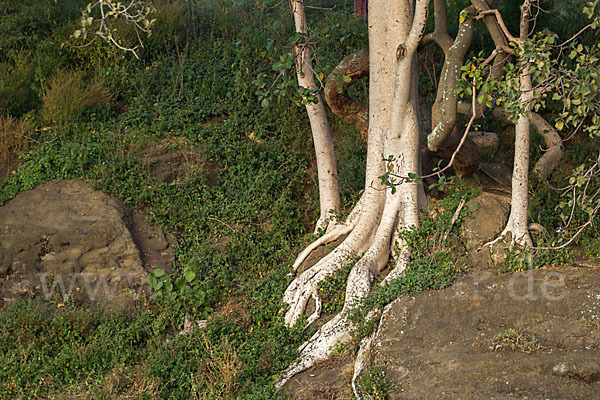 Echte Feige (Ficus carica)