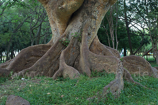 Echte Feige (Ficus carica)