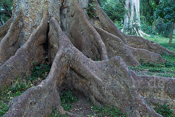 Echte Feige (Ficus carica)