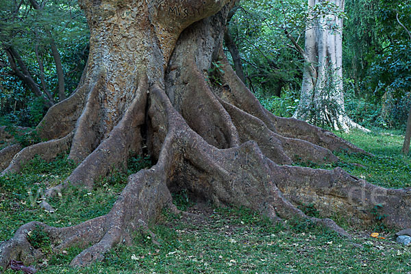 Echte Feige (Ficus carica)