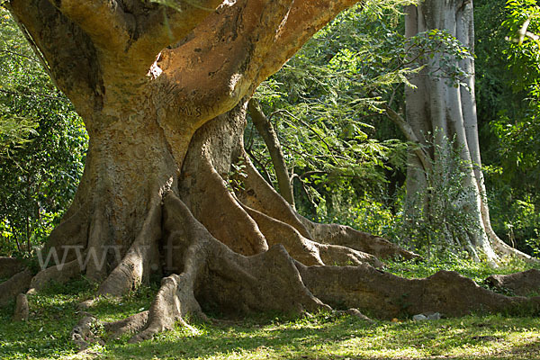 Echte Feige (Ficus carica)