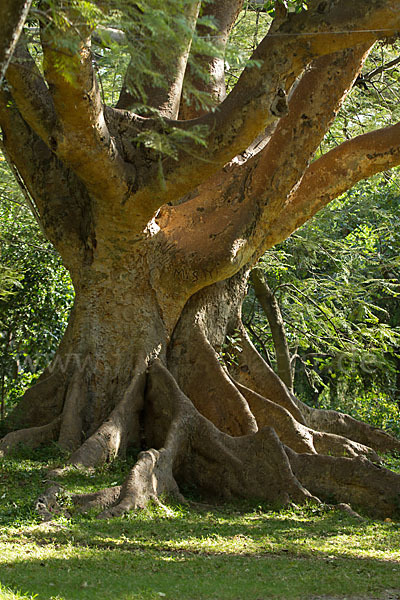 Echte Feige (Ficus carica)