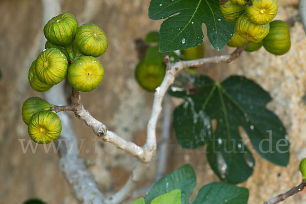 Echte Feige (Ficus carica)