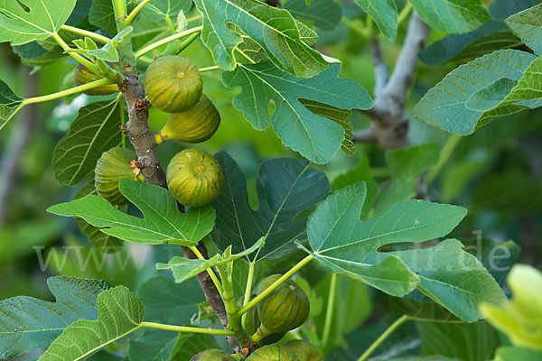 Echte Feige (Ficus carica)