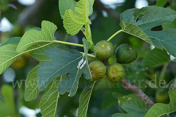 Echte Feige (Ficus carica)