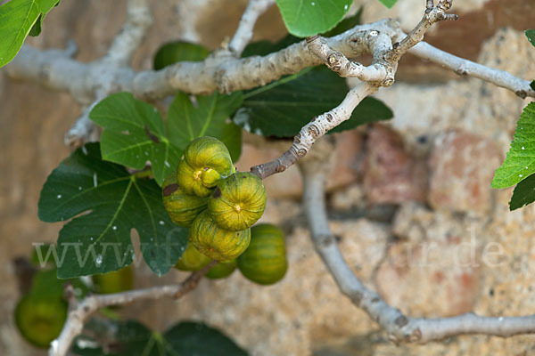 Echte Feige (Ficus carica)