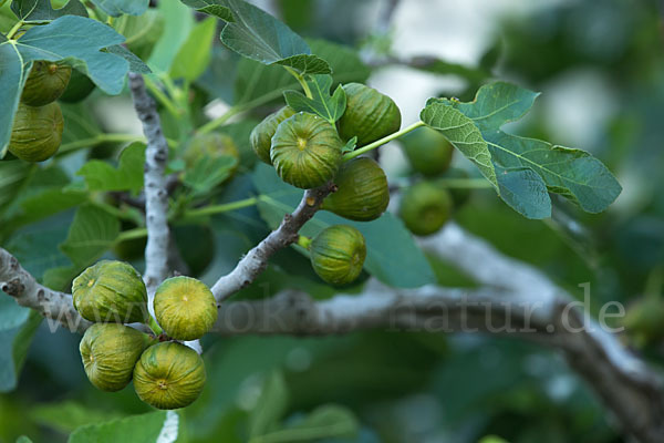 Echte Feige (Ficus carica)