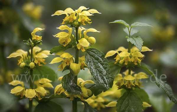 Echte Goldnessel (Lamium galeobdolon)