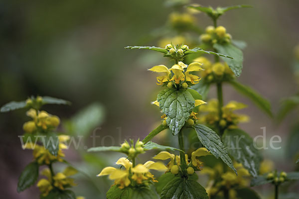 Echte Goldnessel (Lamium galeobdolon)