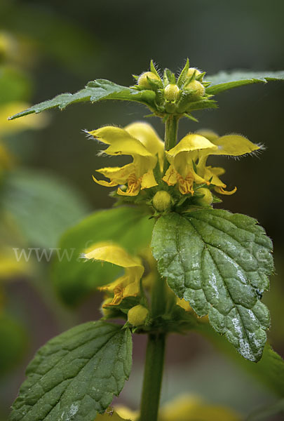 Echte Goldnessel (Lamium galeobdolon)