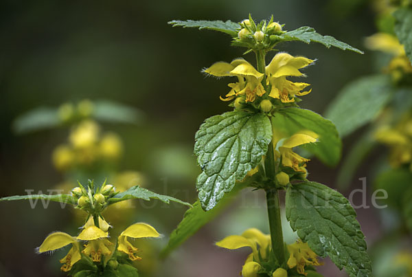 Echte Goldnessel (Lamium galeobdolon)