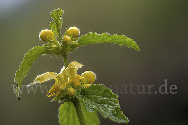 Echte Goldnessel (Lamium galeobdolon)