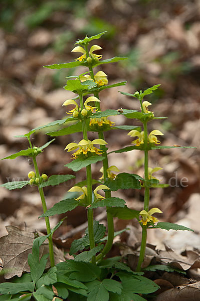 Echte Goldnessel (Lamium galeobdolon)