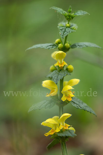 Echte Goldnessel (Lamium galeobdolon)