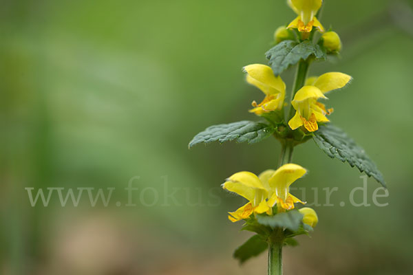 Echte Goldnessel (Lamium galeobdolon)