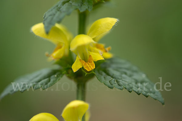 Echte Goldnessel (Lamium galeobdolon)