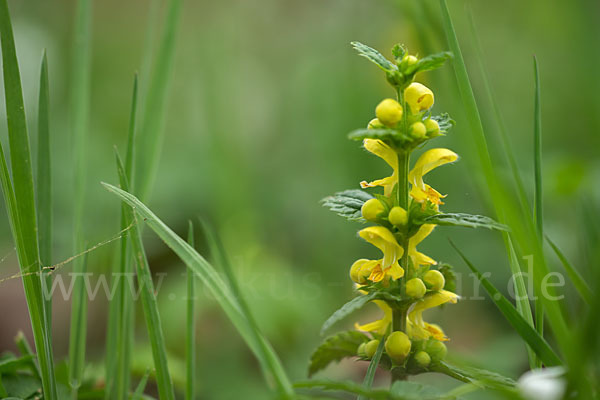 Echte Goldnessel (Lamium galeobdolon)