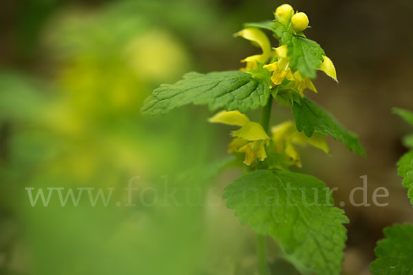 Echte Goldnessel (Lamium galeobdolon)