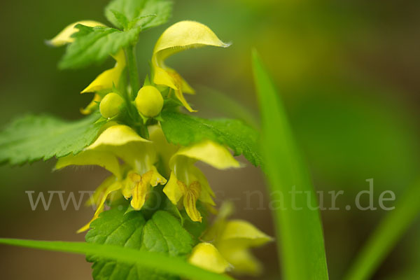 Echte Goldnessel (Lamium galeobdolon)