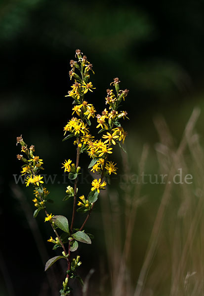 Echte Goldrute (Solidago virgaurea)