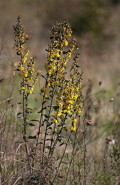 Echte Goldrute (Solidago virgaurea)