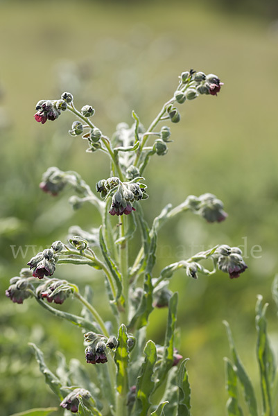 Echte Hundszunge (Cynoglossum officinale)