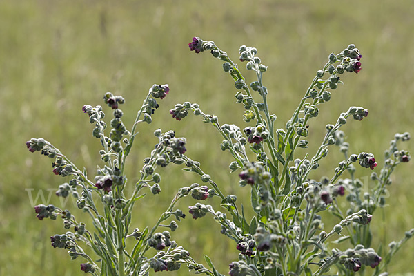 Echte Hundszunge (Cynoglossum officinale)