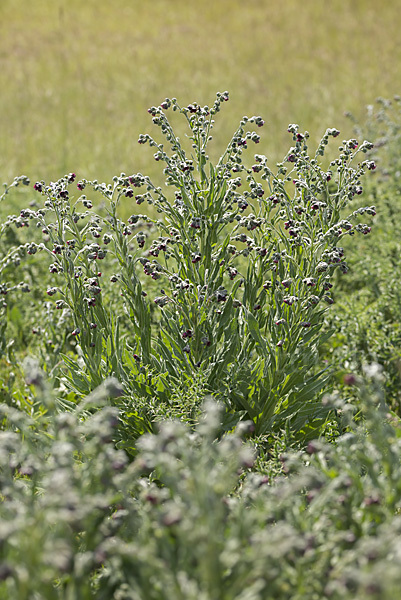 Echte Hundszunge (Cynoglossum officinale)