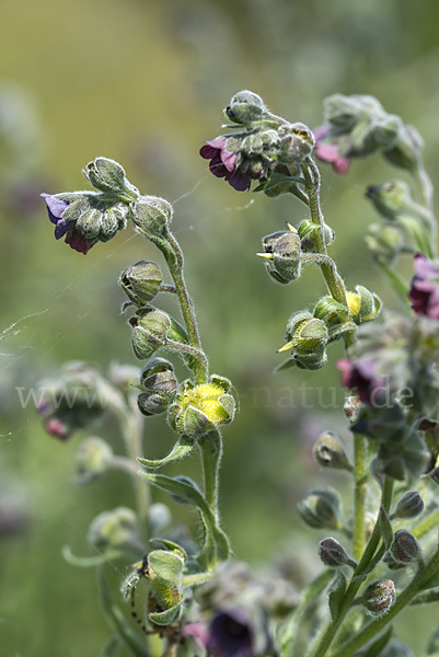 Echte Hundszunge (Cynoglossum officinale)