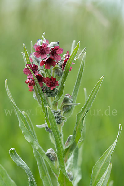 Echte Hundszunge (Cynoglossum officinale)