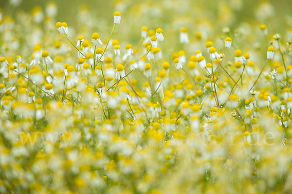 Echte Kamille (Matricaria recutita)